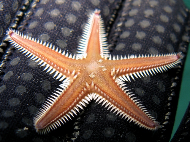 Astropecten bispinosus (Otto, 1823)